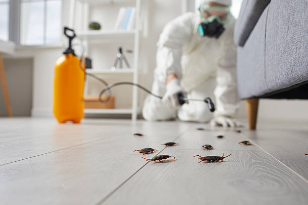 Trusted Termite Control service in Coral Gables, FL - Nex Pest Control